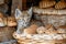 Adorable Tabby Kitten Resting in Wicker Basket Surrounded by Freshly Baked Croissants in Rustic Bakery Setting