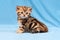Adorable tabby kitten sitting on a blue background, a small striped British kitten Golden marble color