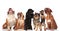 Adorable team of six panting dogs looking up