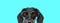 Adorable Teckel dog wearing eyeglasses, with half of face hidden