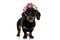 Adorable Teckel puppy looking forward and wearing a flower headband