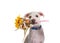 Adorable terrier puppy holding bouquet autumn flowers, isolated