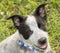 Adorable Texas Heeler puppy looking up