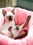 Adorable Thai kitten in pink pet bed