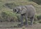 Adorable and thirsty young african elephant drinking water from watering hole in the wild plains of the masai mara kenya