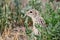 Adorable thirteen-lined ground squirel, close-up