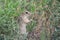 Adorable thirteen-lined ground squirel, close-up