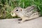 Adorable thirteen-lined ground squirel, with peanut in his mouth, close-up