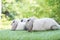 Adorable three little white grey lop eared rabbits bunny sitting on green grass together while looking at nature background.