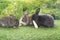 Adorable three rabbit furry bunny hungry eating organic fresh baby corn sitting together green grass over bokeh nature background