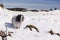 Adorable Tibetan terrier dog walking in the snowy mountain