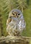 Adorable, Tiny Elf Owl is Watching!