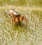 Adorable tiny female Tutelina elegans jumping spider