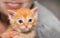 Adorable tiny ginger tabby kitten with woman detail in background. Domestic cat. Felis silvestris catus