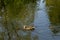 Adorable tiny one-week old Mallard ducklings swimming in pond with their mother