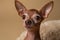 Adorable tiny pedigreed dog in studio on brown background