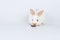 Adorable tiny white and brown rabbit hungry eating cookie carrot while sitting over isolated white background. Easter animal bunny
