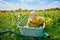 Adorable toddler girl in straw hat sitting in wheelbarrow near sunflower field at farm