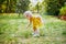 Adorable toddler girl in yellow dress having fun in park or forest and picking flowers