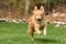 Adorable Toller Dog Leaping into the Air Looking Cute