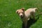 Adorable Toller Puppy on a Leash in Green Grass