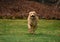 Adorable Toller Retriever Dog Running Across a Yard