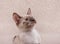 Adorable tortie point Siamese kitten