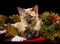 Adorable tortie point Siamese kitten in glittering Christmas tinsel