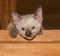 Adorable tortie point Siamese kitten looking at the viewer