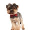 Adorable toy yorkie wearing a red bowtie looks to side