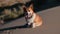 Adorable Traveler Dog Pembroke Welsh Corgi sits in desert on a sand dune