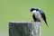 Adorable Tree Swallow Perched Atop a Weathered Wooden Post