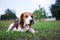 An adorable tri-color beagle dog lying on the grass field