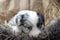 Adorable tricolor blue merle border collie puppy close-up with blue eyes lying in a basket with hay