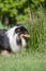 Adorable tricolor sheltie dog sniffing to a long grass