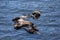 Adorable Trio of Sea Otters Floating on their Backs in the Pacific