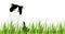 Adorable tuxedo cat in grass field