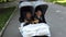 Adorable twin baby girls in stroller, baby carriage in the park