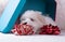 Adorable two months white Shih tzu puppy