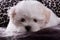 Adorable two months white Shih tzu puppy