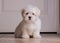 Adorable two months white Shih tzu puppy