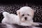 Adorable two months white Shih tzu puppy