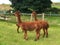 Adorable two young brown Huacaya alpacas in a green Irish farm