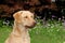 Adorable typical Chesapeake Bay Retriever dog standing on the grass