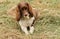 An adorable but very naughty English Springer Spaniel Dog tearing his ball to pieces.