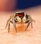 Adorable and very tiny male Habronattus coecatus jumping spider