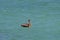 Adorable water fowl floating in the ocean