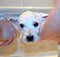 Adorable weat hightland terrier watching on camera. Portret of cute dog after shower.