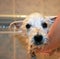 Adorable weat hightland terrier watching on camera. Portret of cute dog after shower.