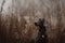 Adorable weimaraner dog sitting outdoors in autumn